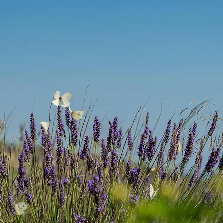 Borgo Alba Barona Turismo Rurale Hotel Golfo Aranci